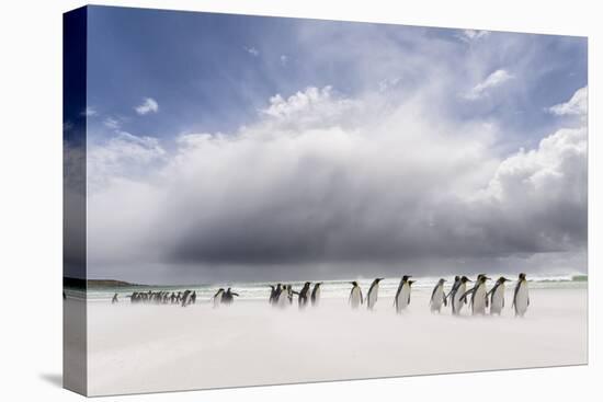 Falkland Islands. King Penguins Watch as a Storm Approaches-Martin Zwick-Premier Image Canvas