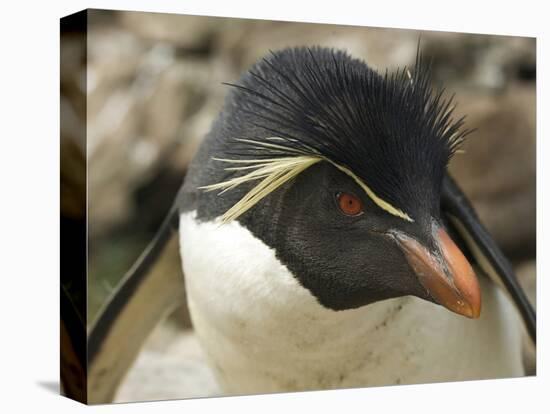 Falkland Islands. Portrait of Rockhopper Penguin-Ellen Anon-Premier Image Canvas