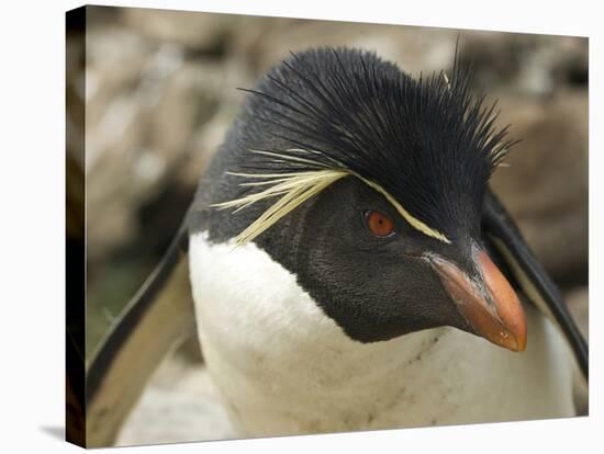 Falkland Islands. Portrait of Rockhopper Penguin-Ellen Anon-Premier Image Canvas