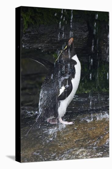 Falkland Islands. Rockhopper Penguin Bathing in Waterfall-Ellen Anon-Premier Image Canvas