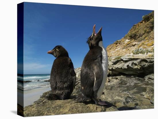 Falkland Islands. Rockhopper Penguin Calling-Ellen Anon-Premier Image Canvas