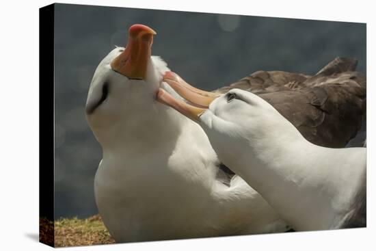 Falkland Islands, Saunders Island. Black-Browed Albatross Courtship-Cathy & Gordon Illg-Premier Image Canvas