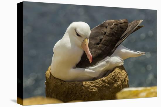 Falkland Islands, Saunders Island. Black-Browed Albatross on Nest-Cathy & Gordon Illg-Premier Image Canvas