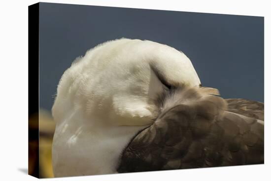 Falkland Islands, Saunders Island. Black-Browed Albatross Resting-Cathy & Gordon Illg-Premier Image Canvas