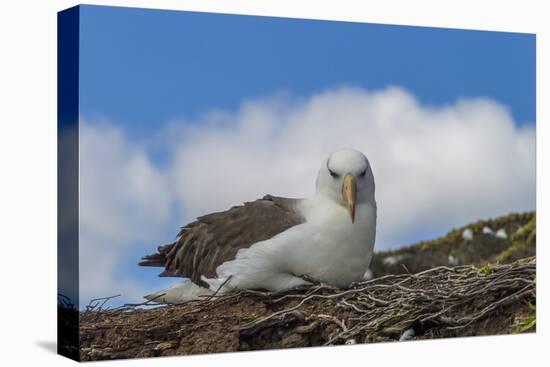 Falkland Islands, Saunders Island. Black-Browed Albatross Resting-Cathy & Gordon Illg-Premier Image Canvas