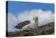 Falkland Islands, Saunders Island. Black-Browed Albatross Resting-Cathy & Gordon Illg-Premier Image Canvas