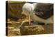 Falkland Islands, Saunders Island. Black-Browed Albatross with Chick-Cathy & Gordon Illg-Premier Image Canvas