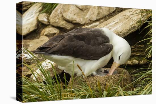 Falkland Islands, Saunders Island. Black-Browed Albatross with Chick-Cathy & Gordon Illg-Premier Image Canvas