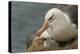 Falkland Islands, Saunders Island. Black-Browed Albatross with Chick-Cathy & Gordon Illg-Premier Image Canvas