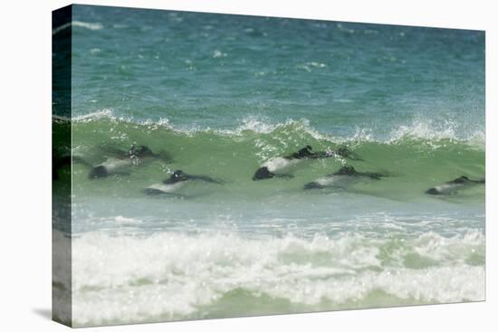 Falkland Islands, Saunders Island. Commerson's Dolphins Swimming-Cathy & Gordon Illg-Premier Image Canvas