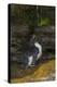 Falkland Islands, Saunders Island. Rockhopper Penguin Bathing-Cathy & Gordon Illg-Premier Image Canvas