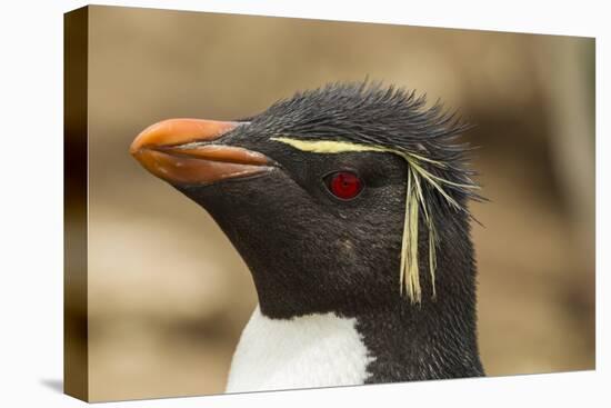 Falkland Islands, Saunders Island. Rockhopper Penguin Portrait-Cathy & Gordon Illg-Premier Image Canvas