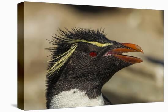 Falkland Islands, Saunders Island. Rockhopper Penguin Portrait-Cathy & Gordon Illg-Premier Image Canvas