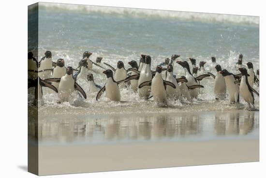 Falkland Islands, Saunders Island. Rockhopper Penguins Returning-Cathy & Gordon Illg-Premier Image Canvas