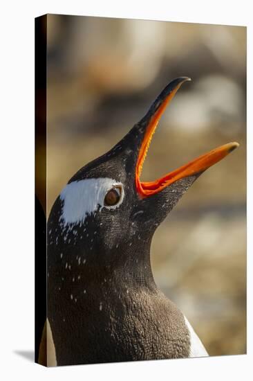 Falkland Islands, Sea Lion Island. Gentoo Penguin Calling-Cathy & Gordon Illg-Premier Image Canvas