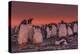 Falkland Islands, Sea Lion Island. Gentoo Penguin Colony at Sunset-Cathy & Gordon Illg-Premier Image Canvas