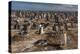 Falkland Islands, Sea Lion Island. Gentoo Penguin Colony-Cathy & Gordon Illg-Premier Image Canvas