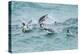 Falkland Islands, Sea Lion Island. Gentoo penguins porpoising in surf.-Jaynes Gallery-Premier Image Canvas