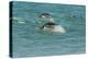 Falkland Islands, Sea Lion Island. Gentoo Penguins Porpoising-Cathy & Gordon Illg-Premier Image Canvas