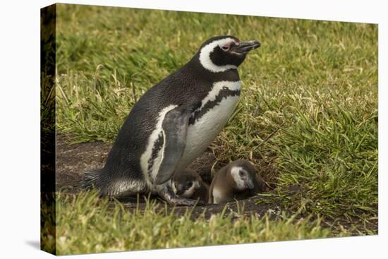 Falkland Islands, Sea Lion Island. Magellanic Penguin and Chicks-Cathy & Gordon Illg-Premier Image Canvas