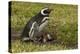 Falkland Islands, Sea Lion Island. Magellanic Penguin and Chicks-Cathy & Gordon Illg-Premier Image Canvas