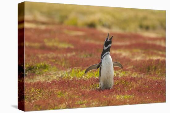 Falkland Islands, Sea Lion Island. Magellanic Penguin Braying-Cathy & Gordon Illg-Premier Image Canvas