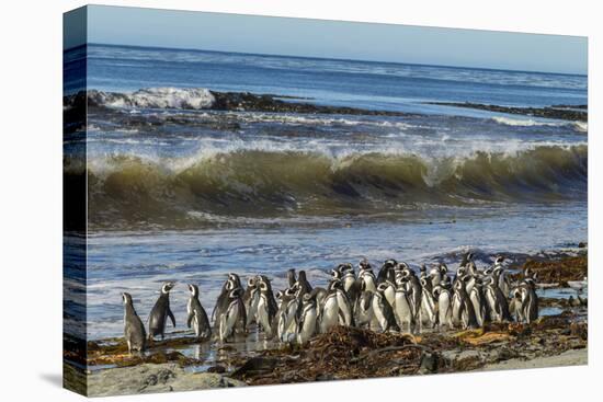 Falkland Islands, Sea Lion Island. Magellanic Penguins and Surf-Cathy & Gordon Illg-Premier Image Canvas
