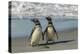 Falkland Islands, Sea Lion Island. Magellanic Penguins on Beach-Cathy & Gordon Illg-Premier Image Canvas