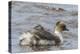 Falkland Islands, Sea Lion Island. Silvery Grebe with Chick on Back-Cathy & Gordon Illg-Premier Image Canvas