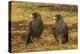 Falkland Islands, Sea Lion Island. Striated Caracaras on Ground-Cathy & Gordon Illg-Premier Image Canvas
