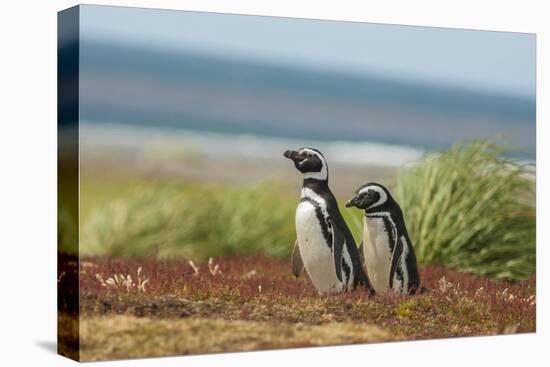 Falkland Islands, Sea Lion Island. Two Magellanic Penguins-Cathy & Gordon Illg-Premier Image Canvas