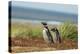 Falkland Islands, Sea Lion Island. Two Magellanic Penguins-Cathy & Gordon Illg-Premier Image Canvas