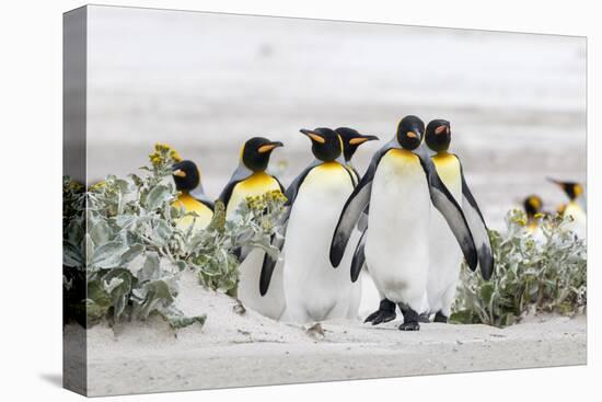 Falkland Islands, South Atlantic. Group of King Penguins on Beach-Martin Zwick-Premier Image Canvas