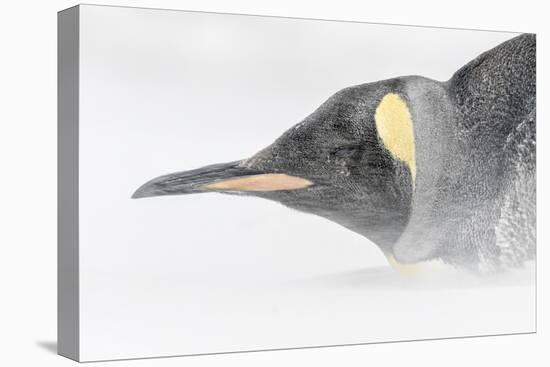 Falkland Islands, South Atlantic. King Penguin Portrait on Beach-Martin Zwick-Premier Image Canvas