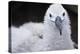 Falkland Islands. West Point Island. Black Browed Albatross Chick-Inger Hogstrom-Premier Image Canvas