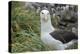 Falkland Islands. West Point Island. Black Browed Albatross-Inger Hogstrom-Premier Image Canvas