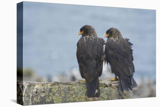 Falkland Islands. West Point Island. Striated Caracara Pair-Inger Hogstrom-Premier Image Canvas