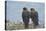 Falkland Islands. West Point Island. Striated Caracara Pair-Inger Hogstrom-Premier Image Canvas