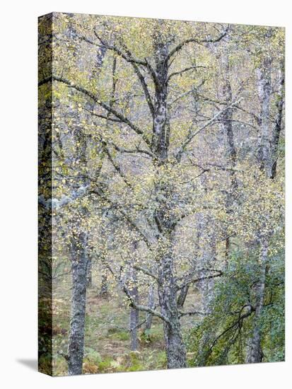 Fall Arriving-Doug Chinnery-Premier Image Canvas