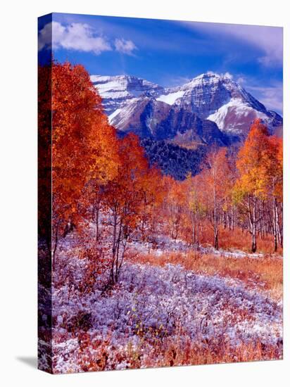 Fall Aspen Trees and Early Snow, Timpanogos, Wasatch Mountains, Utah, USA-Howie Garber-Premier Image Canvas