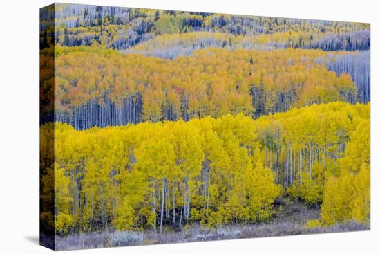 Fall Aspen Trees Near Guardsman's Pass Near Park City, Utah-Howie Garber-Premier Image Canvas