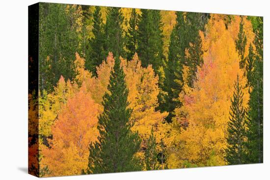 Fall Aspens and Pines Along Bishop Creek, Inyo National Forest, California-Russ Bishop-Premier Image Canvas