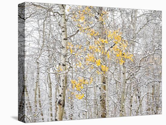 Fall Birch-Andrew Geiger-Premier Image Canvas