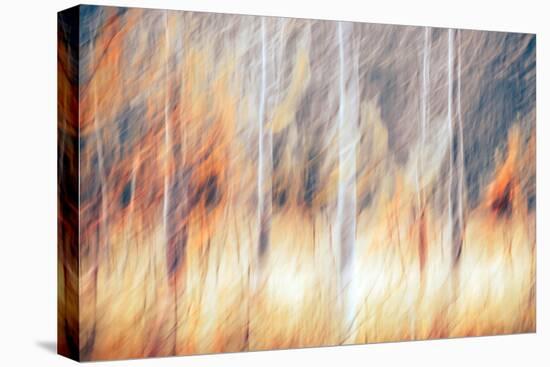 Fall Birches 3-Ursula Abresch-Premier Image Canvas