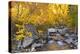 Fall color along Bishop Creek, Inyo National Forest, Sierra Nevada Mountains, California, USA.-Russ Bishop-Premier Image Canvas