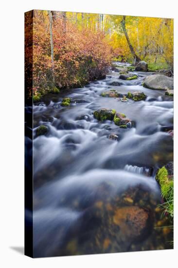 Fall Color Along Lundy Creek, Inyo National Forest, Sierra Nevada Mountains, California, Usa-Russ Bishop-Premier Image Canvas