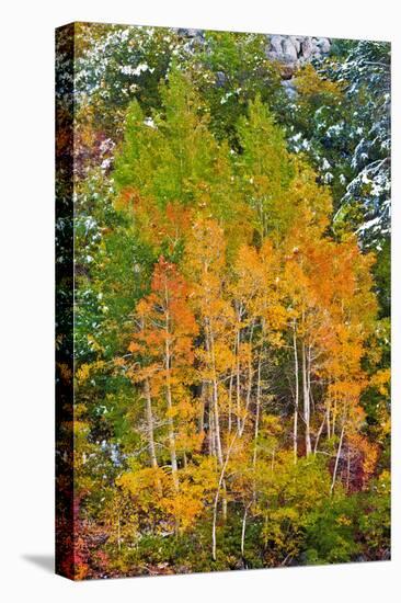 Fall Color and Fresh Snow at Lake Sabrina, Inyo National Forest, California-Russ Bishop-Premier Image Canvas