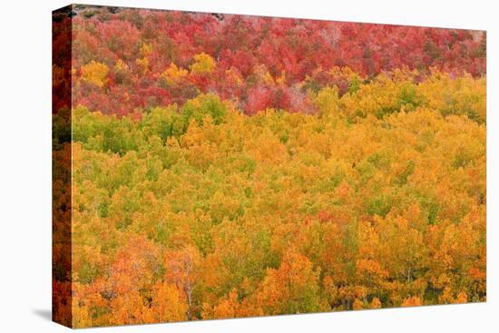 Fall color at North Lake, Inyo National Forest, Sierra Nevada Mountains, California, USA.-Russ Bishop-Premier Image Canvas