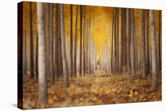 Fall Color In A Tree Farm In Oregon-Joe Azure-Premier Image Canvas