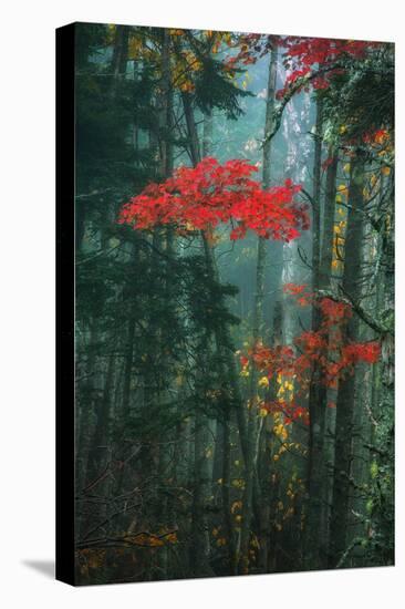 Fall Color In The Mist, Maine, Acadia National Park-Vincent James-Premier Image Canvas